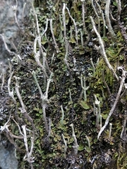 Cladonia subulata