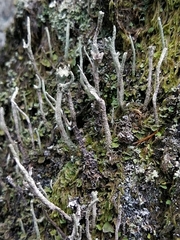 Cladonia subulata