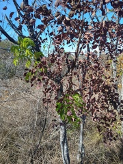 Stryphnodendron adstringens