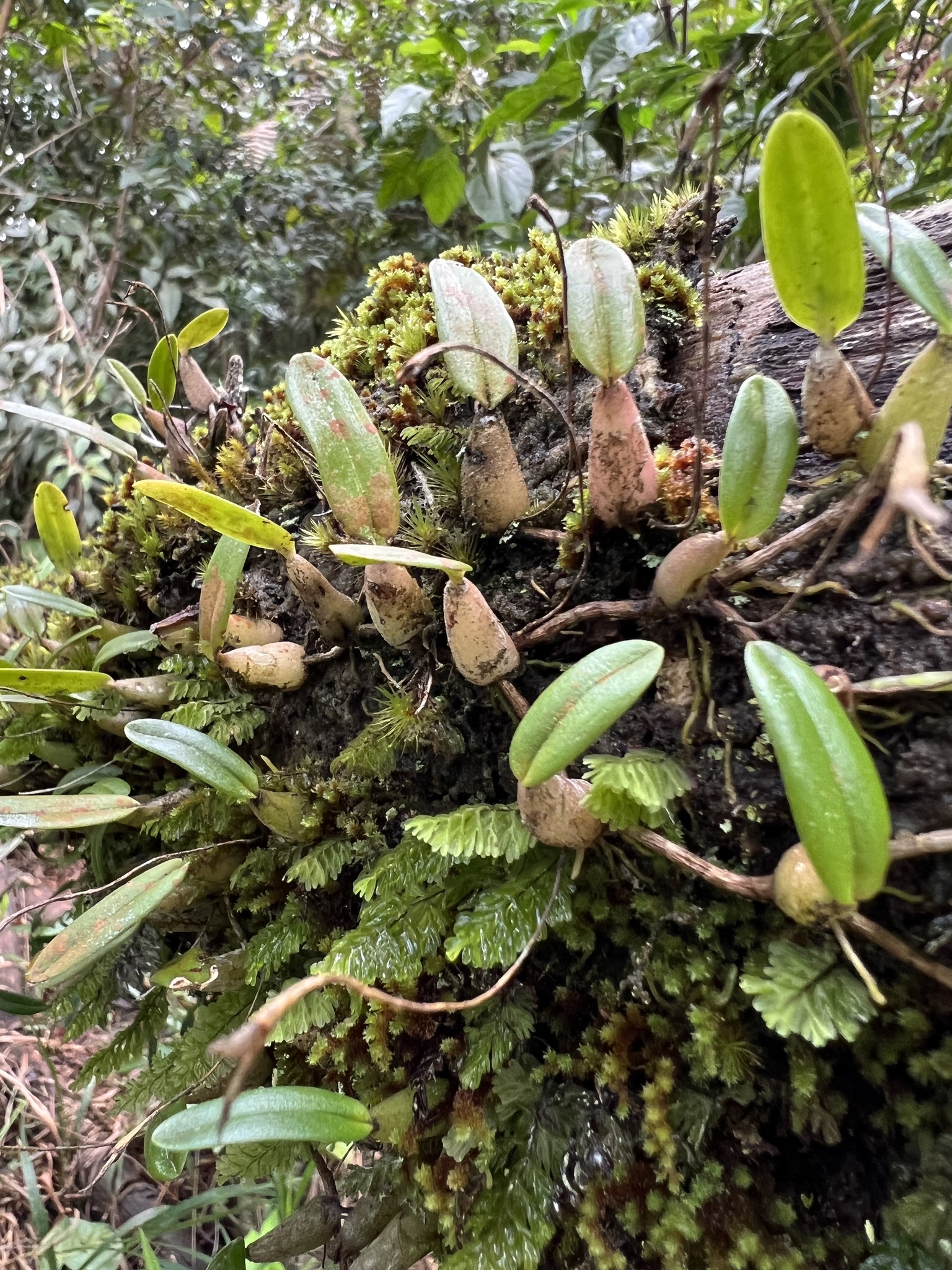 Bulbophyllum regnellii