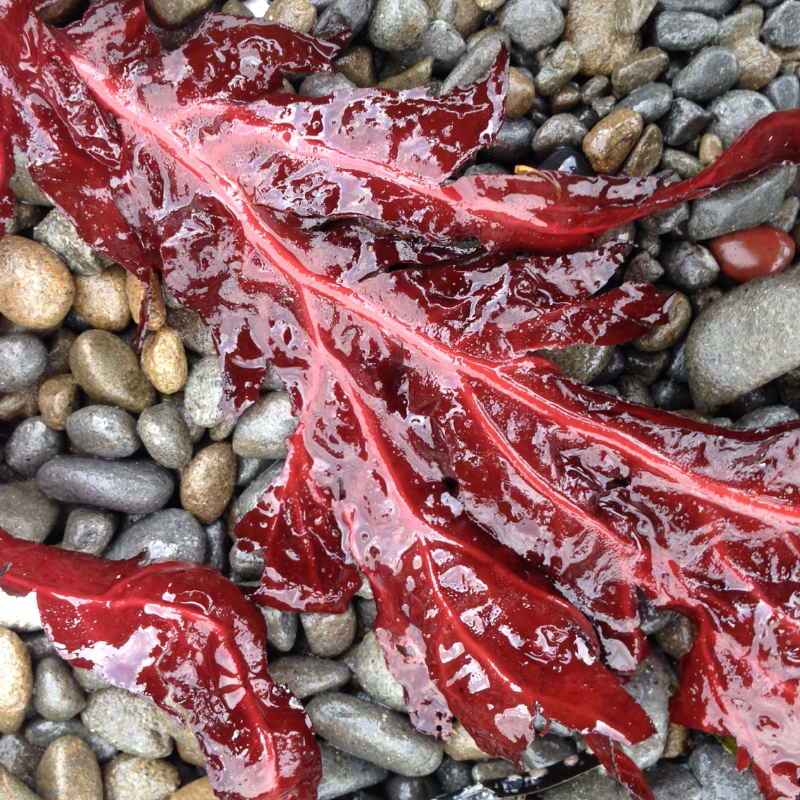 Erythrophyllum delesserioides