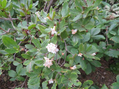 Rhododendron tschonoskii, photograph 6