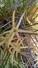 Conostylis androstemma