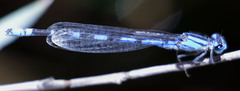 Enallagma annexum