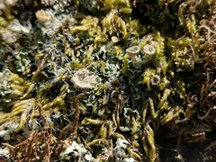 Cladonia diversa