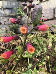 Eccremocarpus scaber