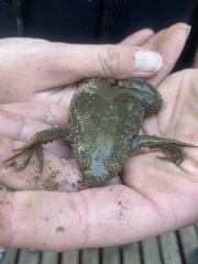 Xenopus muelleri