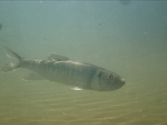 Opsariichthys bidens