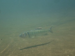 Opsariichthys bidens