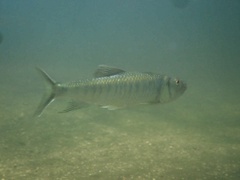 Opsariichthys bidens