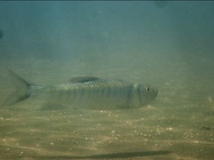 Opsariichthys bidens