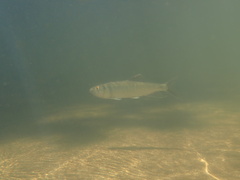 Opsariichthys bidens