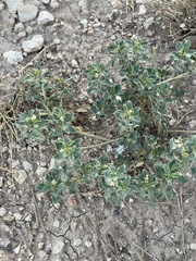 Stillingia treculiana
