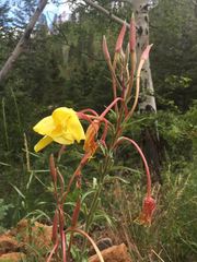 Oenothera longissima