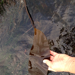 Laminaria sinclairii