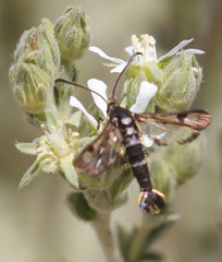 Synanthedon bibionipennis