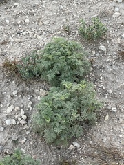 Stillingia treculiana