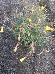 Oenothera longissima