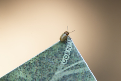 Cryptocephalus fulvus