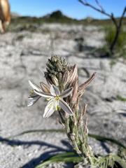 Trachyandra hirsutiflora
