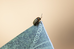 Cryptocephalus fulvus