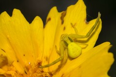 Misumena vatia