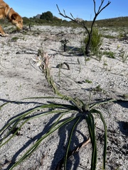 Trachyandra hirsutiflora