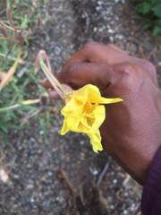 Oenothera longissima