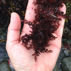 Odonthalia floccosa