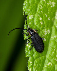 Polemius laticornis