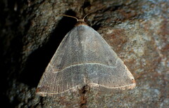 Eublemma polygramma