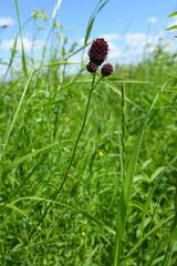 Sanguisorba officinalis