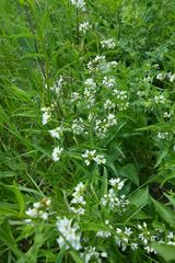 Vincetoxicum hirundinaria