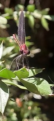 Calopteryx haemorrhoidalis
