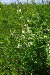 Vincetoxicum hirundinaria