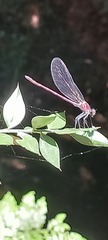 Calopteryx haemorrhoidalis