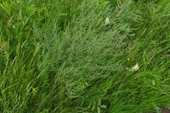 Asparagus officinalis