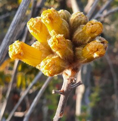 Handroanthus coronatus