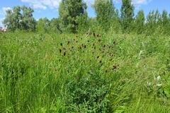 Sanguisorba officinalis