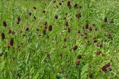 Sanguisorba officinalis