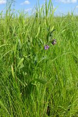 Symphytum officinale