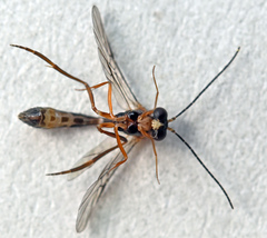 Hybrizon
