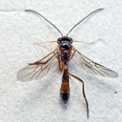 Hybrizon