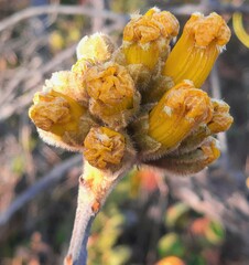 Handroanthus coronatus