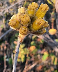 Handroanthus coronatus