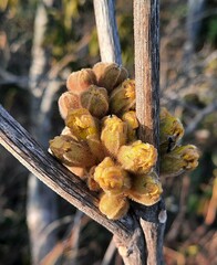 Handroanthus coronatus