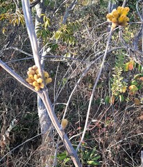 Handroanthus coronatus
