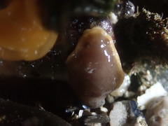 Doriopsilla albopunctata