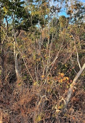Handroanthus coronatus