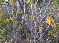 Handroanthus coronatus